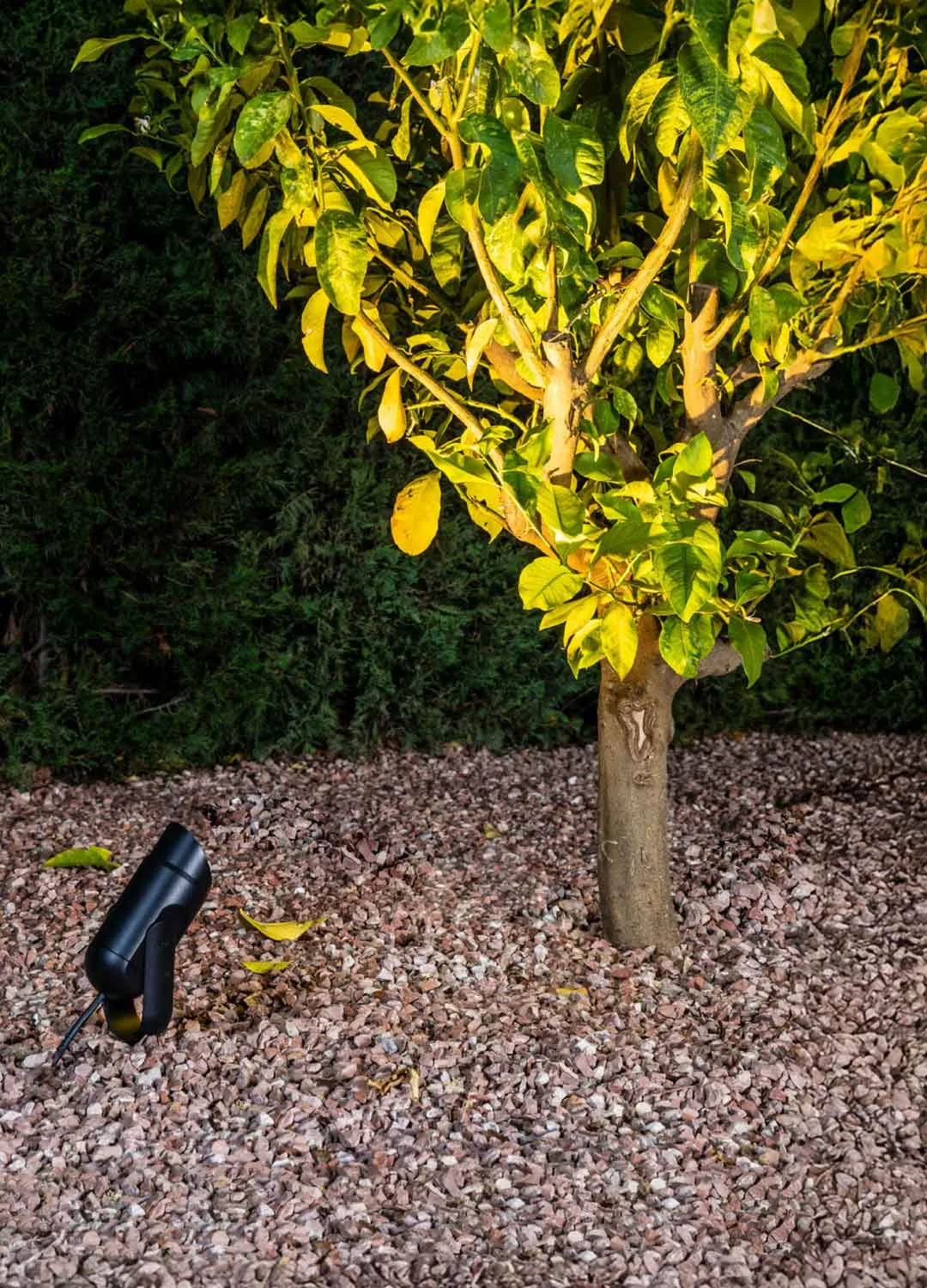 Outdoor spotlight illuminating a small garden tree